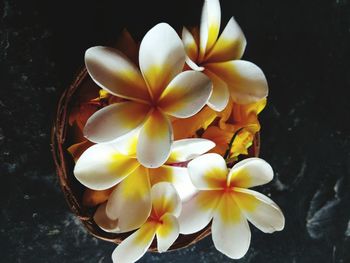 Close-up of white flowering plant against black background