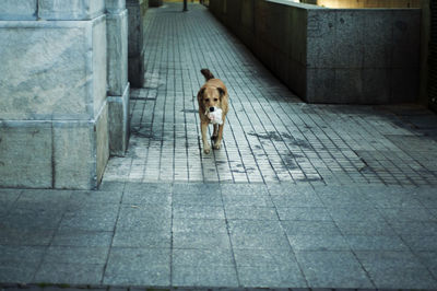 Portrait of dog on sidewalk