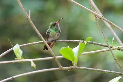 Close-up of bird perching on branch