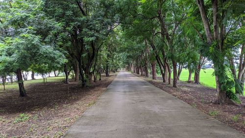 Footpath amidst trees in forest