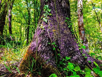 Trees in forest