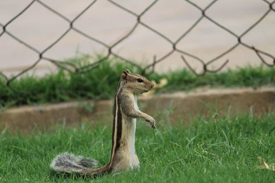 Lizard on field