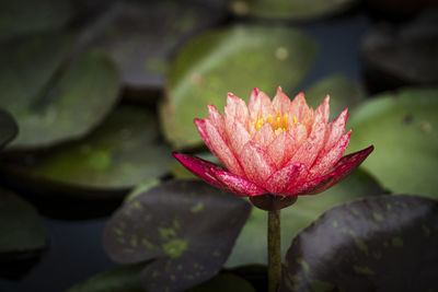 Close-up of flower