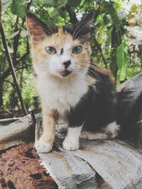 Portrait of cat sitting by plants