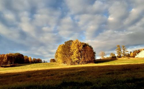 Trees on field against sky