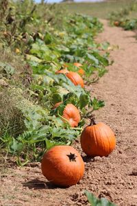 High angle view of pumpkins on field