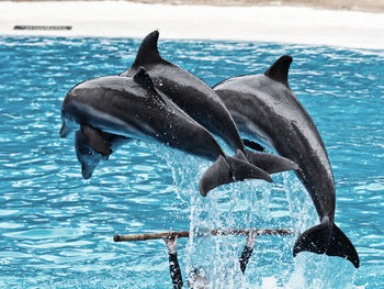 Dolphins jumping over person in sea