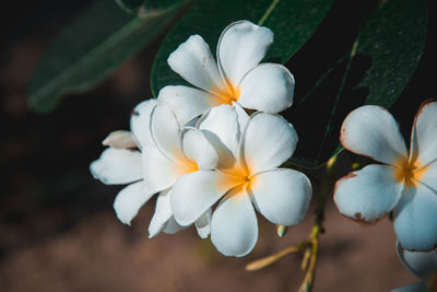 Close-up of white flowering plant