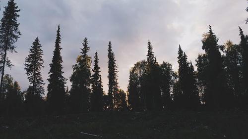 Trees against cloudy sky