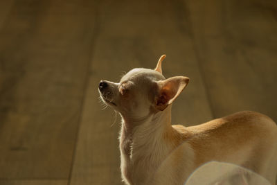 A small chihuahua dog is basking in the sun at home.