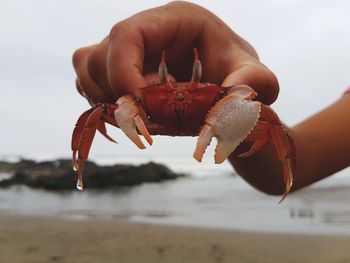 Close-up of hand holding leaf at beach