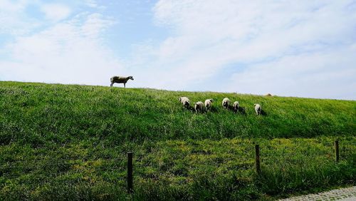 View of sheep on grassy field