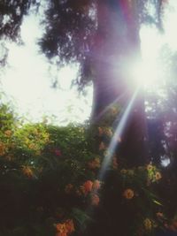 Low section of trees against bright sun