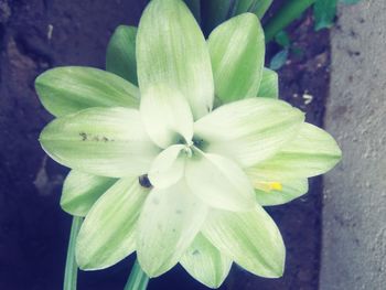 Close-up of yellow flower blooming outdoors