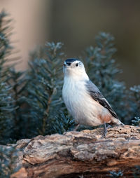 Close-up of bird perching on rock