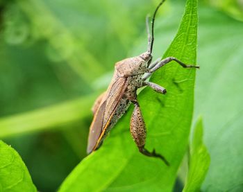 Close-up of insect on leaf