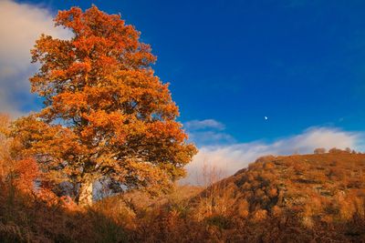 Low angle view of tree against sky during autumn