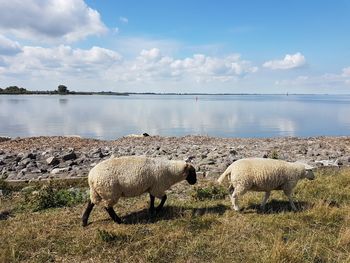 View of sheep on shore