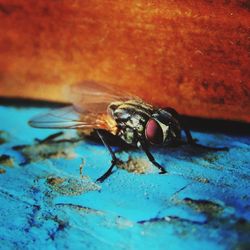 Close-up of fly on metal