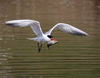 Bird carrying fish in mouth flying over lake