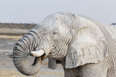 Close-up of elephant