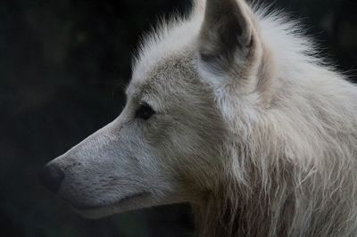 Close-up of wolf looking away