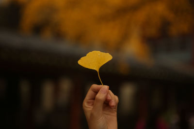 Close-up of hand holding leaf