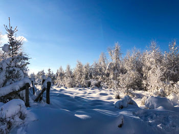 Trees on snow covered field against sky