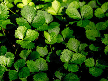 Full frame shot of green leaves