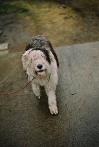 High angle view of cute dog outdoors