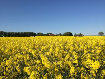 Scenic view of rapeseed field against clear sky