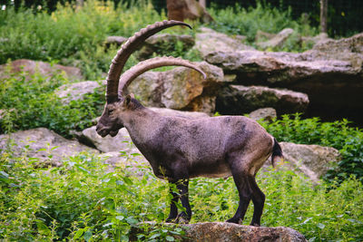 Side view of deer standing on field