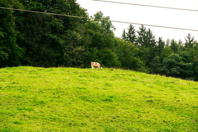 Sheep on grass by trees against sky