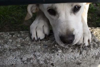 Close-up portrait of a dog