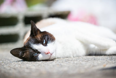Siamese ragdoll crossbreed cat resting in the sun on a terrace in summer