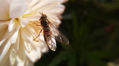 Episyrphus balteatus, or marmalade hoverfly
