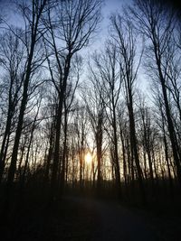 Bare trees in forest during sunset