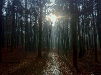 Sunlight streaming through trees in forest