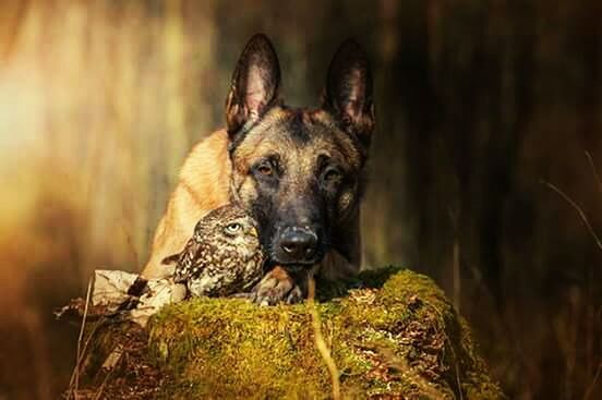 animal themes, one animal, mammal, dog, domestic animals, portrait, pets, looking at camera, animal head, focus on foreground, close-up, field, no people, selective focus, grass, outdoors, brown, zoology, relaxation