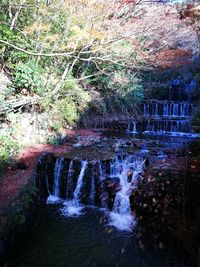 Scenic view of river in forest