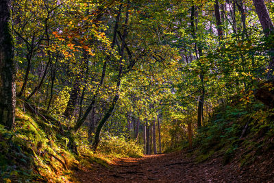 Trees in forest during autumn