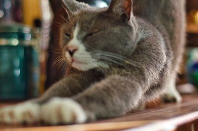 Close-up of cat sleeping