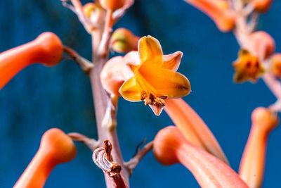 Close-up of orange flowering plant