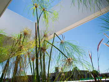 Low angle view of coconut palm trees against clear blue sky