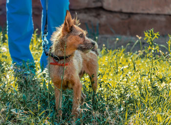 Dog standing on field