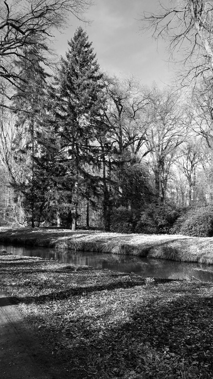 tree, bare tree, tranquility, branch, tranquil scene, nature, sky, scenics, tree trunk, beauty in nature, landscape, day, outdoors, non-urban scene, growth, no people, forest, field, park - man made space, travel destinations