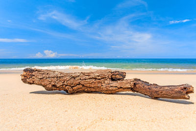 Driftwood on beach against sky