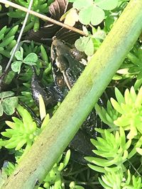 High angle view of insect on plant