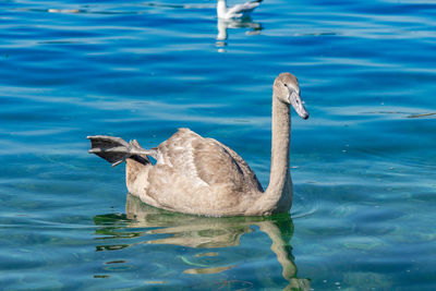 View of swan swimming in lake