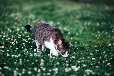 Cat smelling flowers in the garden